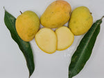 Alphanso Mangoes -1.3kg box